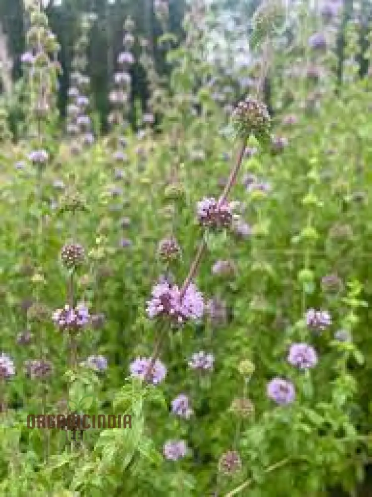 Mentha pulegium Seeds for Aromatic Gardening Enthusiasts | Buy Organic Seeds - Image 3