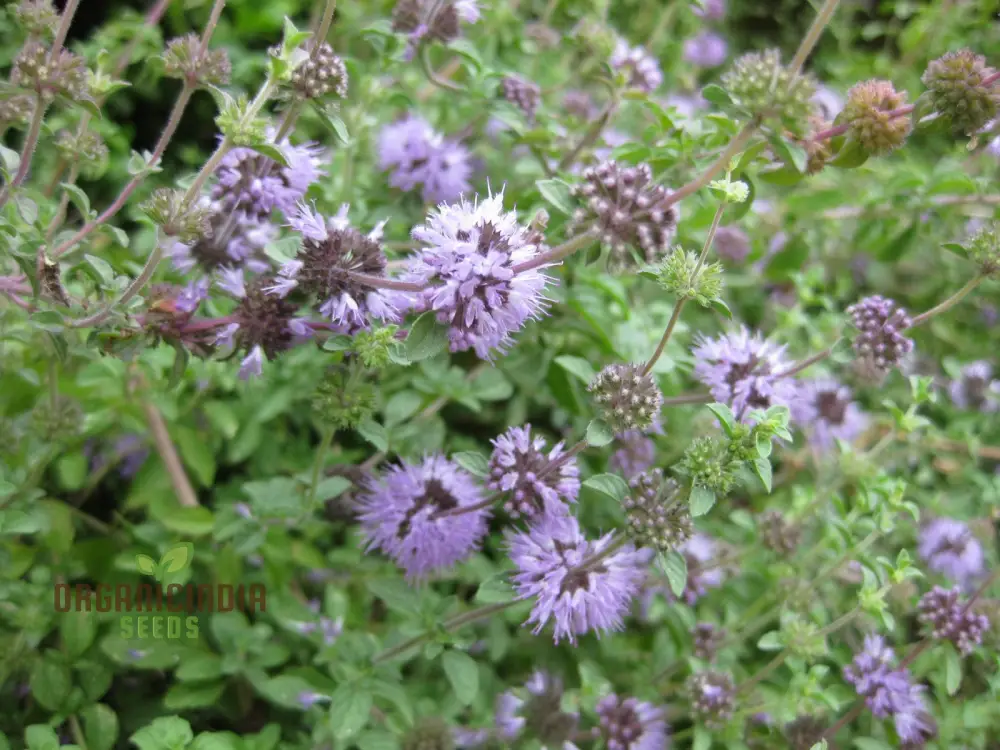 Mentha pulegium Seeds for Aromatic Gardening Enthusiasts | Buy Organic Seeds - Image 4