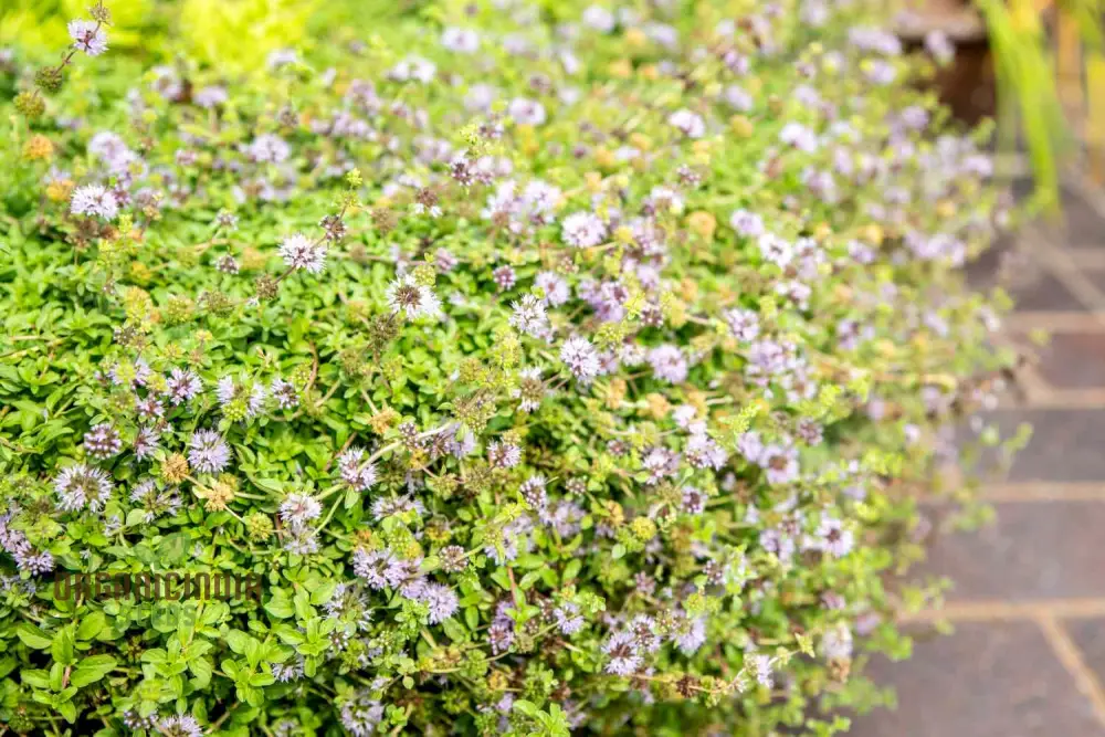 Mentha pulegium Seeds for Aromatic Gardening Enthusiasts | Buy Organic Seeds - Image 5