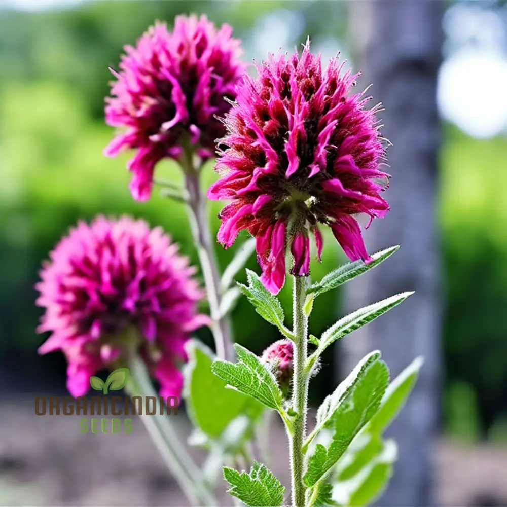 Menzies Burnet Flower Seeds, Premium Flower Seeds for Planting and Gardening - Grow Your Own Stunning Menzies Burnet Flowers for a Vibrant Garden
