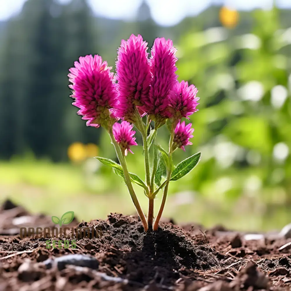 Menzies Burnet Flower Seeds, Premium Flower Seeds for Planting and Gardening - Grow Your Own Stunning Menzies Burnet Flowers for a Vibrant Garden - Image 3