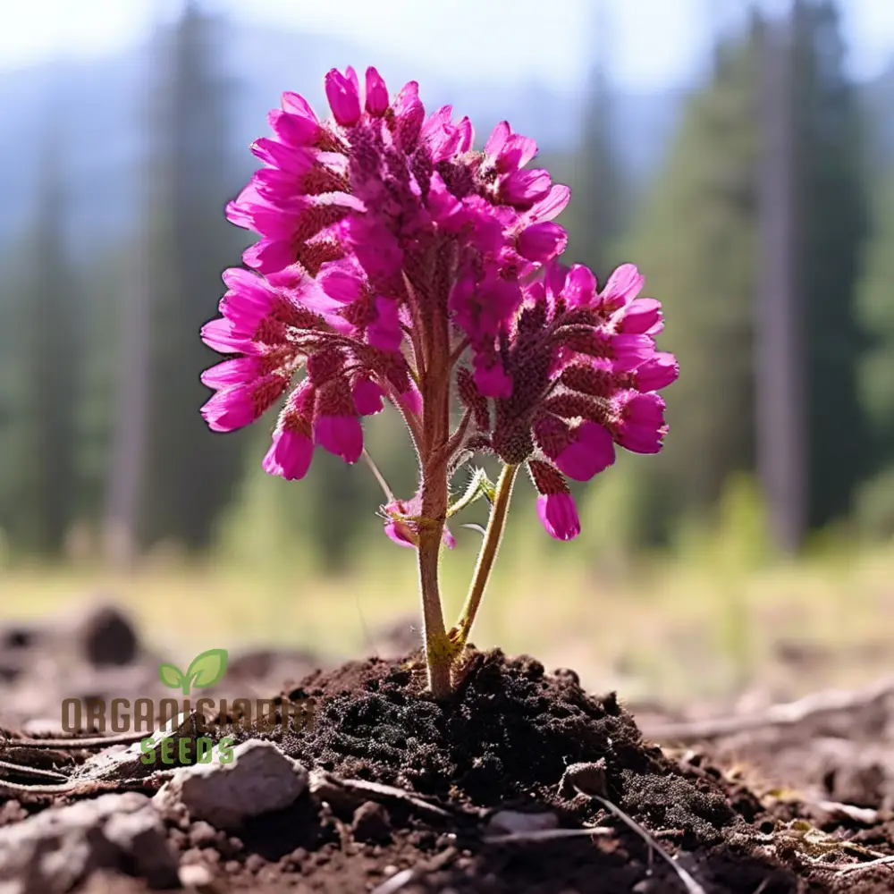 Menzies Burnet Flower Seeds, Premium Flower Seeds for Planting and Gardening - Grow Your Own Stunning Menzies Burnet Flowers for a Vibrant Garden - Image 4