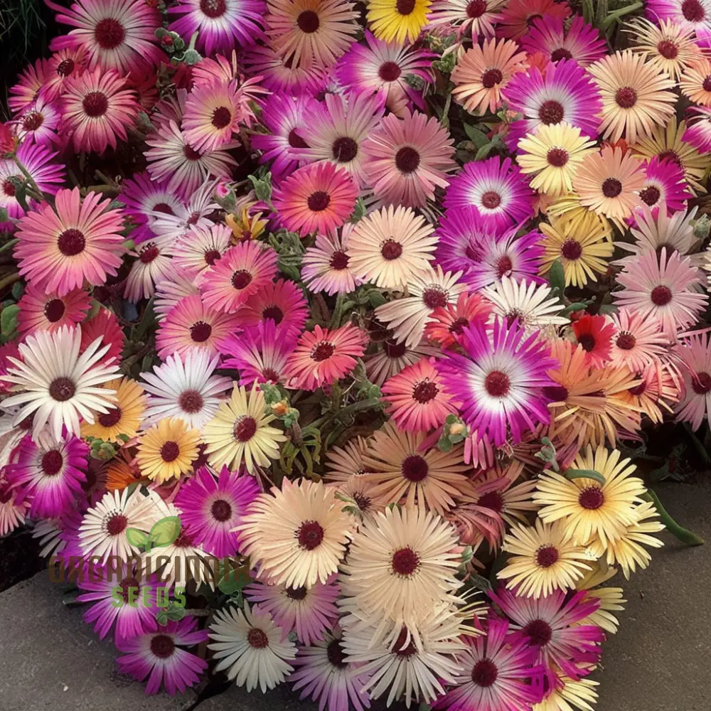 Mesembryanthemum Sparkles Mixed Flower Seeds - Dazzling Array of Colors for Vibrant Garden Displays - Image 3