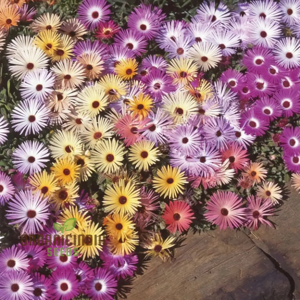 Mesembryanthemum Sparkles Mixed Flower Seeds - Dazzling Array of Colors for Vibrant Garden Displays - Image 4