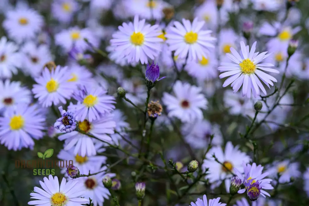 Mesembryanthemum Sunshine Mix Seeds for Vibrant Gardening: Perfect for Creating a Colorful and Drought-Resistant Garden