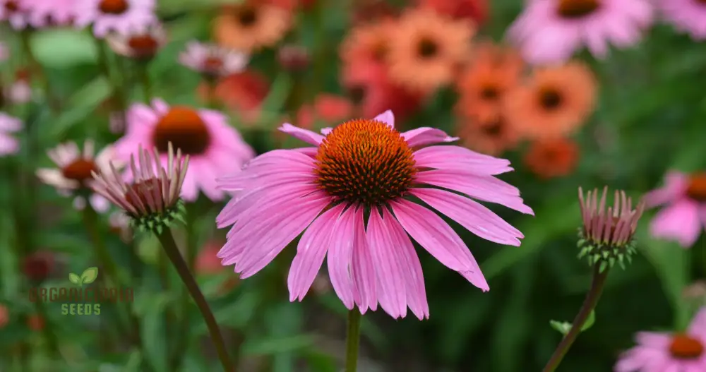Mesembryanthemum Sunshine Mix Seeds for Vibrant Gardening: Perfect for Creating a Colorful and Drought-Resistant Garden - Image 3
