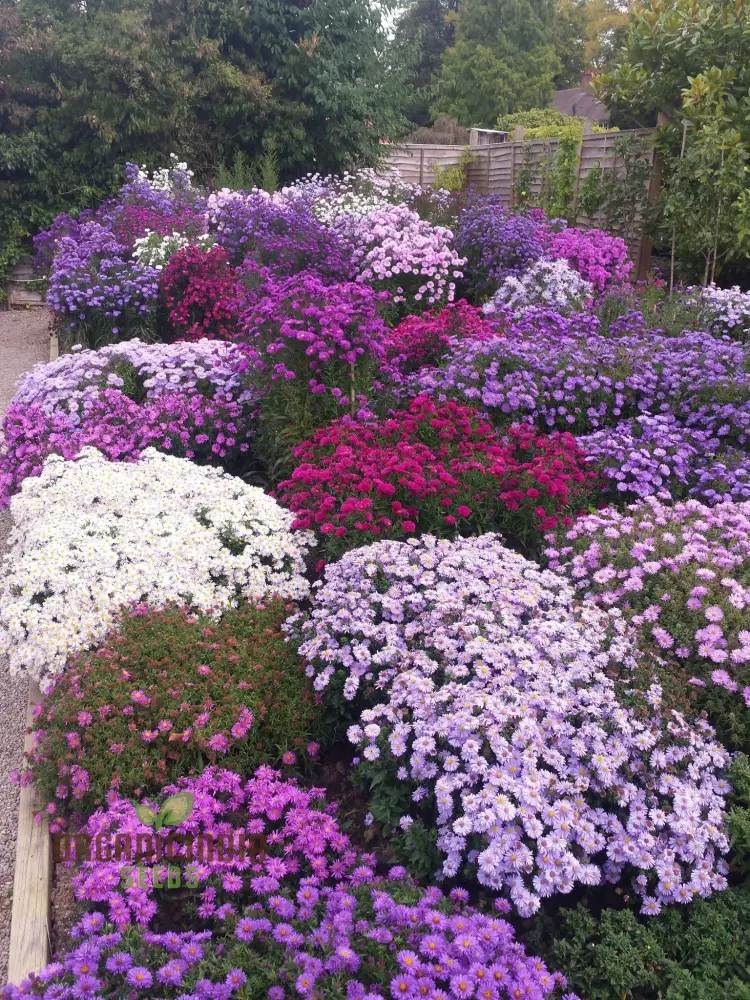 Mesembryanthemum Sunshine Mix Seeds for Vibrant Gardening: Perfect for Creating a Colorful and Drought-Resistant Garden - Image 5