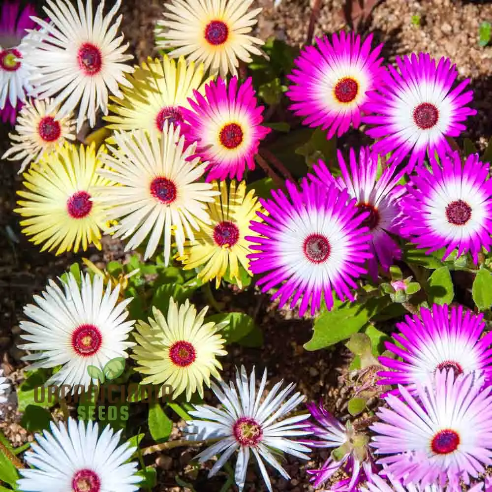 Mesembryanthemum Sunshine Mix Seeds – Livingstone Daisy