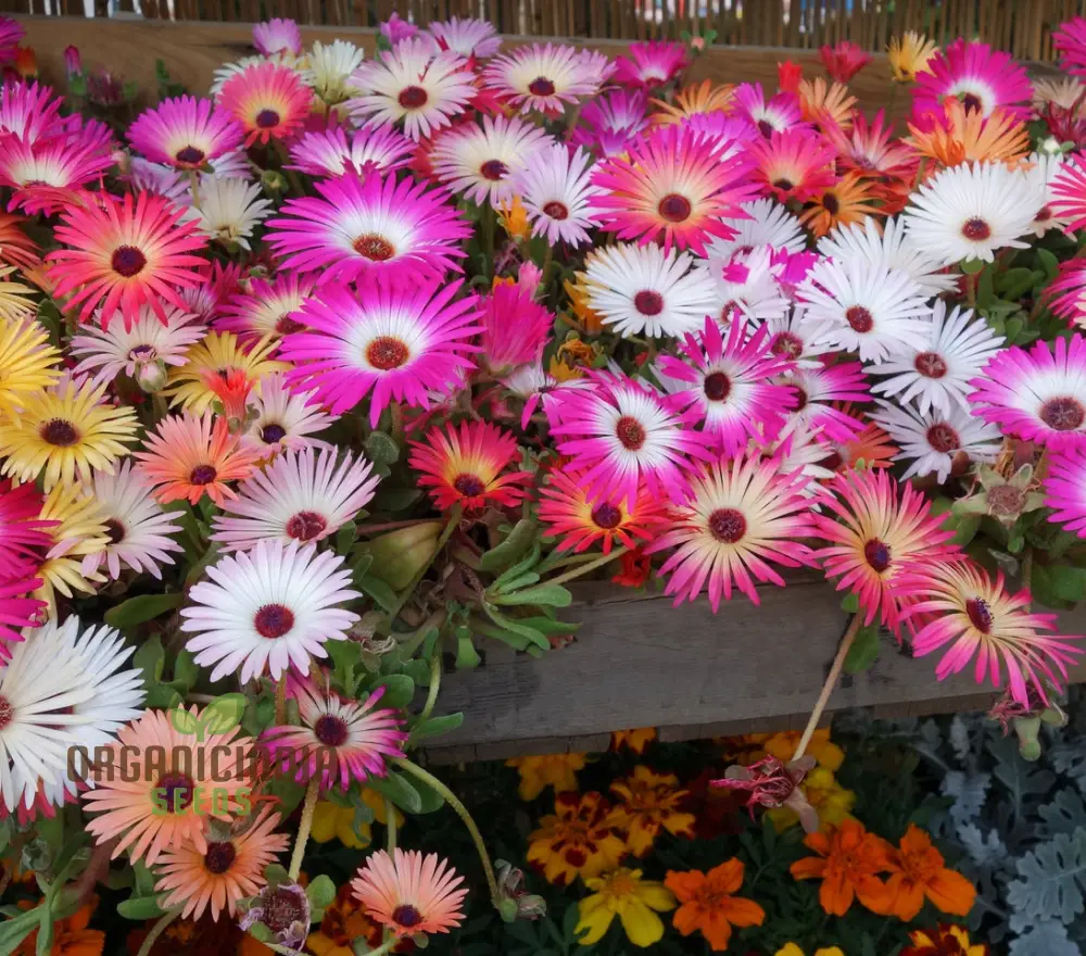 Mesembryanthemum Sunshine Mix Seeds – Livingstone Daisy - Image 3