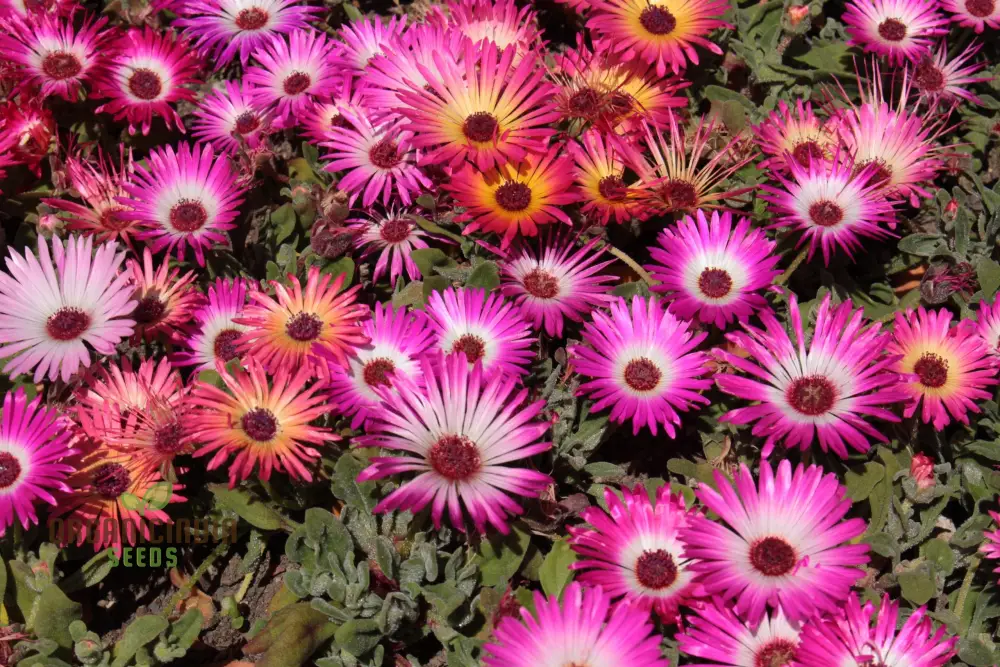 Mesembryanthemum Sunshine Mix Seeds – Livingstone Daisy - Image 4