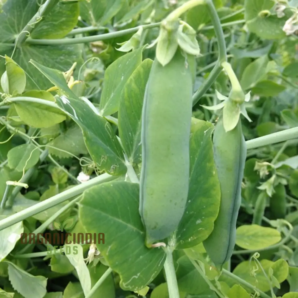 Meteor Pea Vegetable Seeds, Heirloom Snow Pea Variety for Home Gardening High Germination Rate, Easy to Grow - Image 3