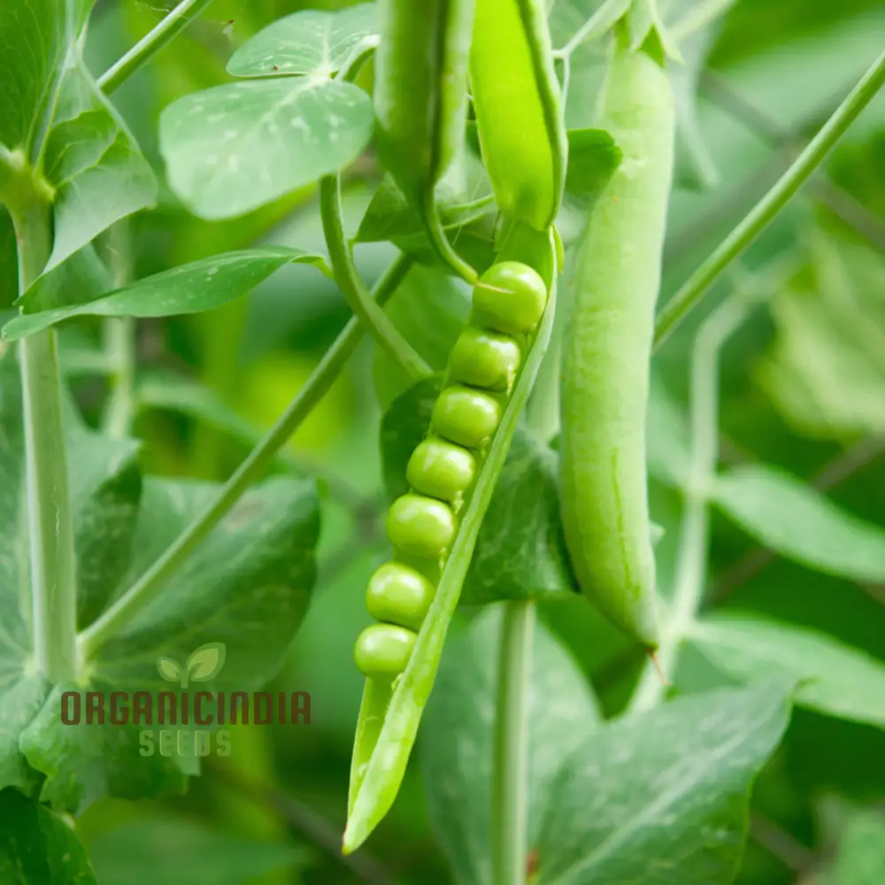 Meteor Pea Vegetable Seeds, Heirloom Snow Pea Variety for Home Gardening High Germination Rate, Easy to Grow - Image 4