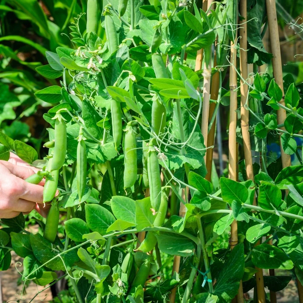 Meteor Pea Vegetable Seeds, Heirloom Snow Pea Variety for Home Gardening High Germination Rate, Easy to Grow - Image 5
