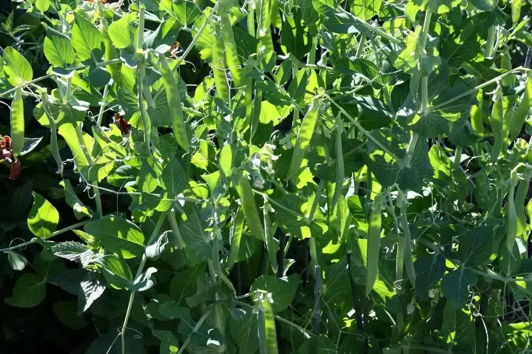 Meteor Pea Vegetable Seeds, Heirloom Snow Pea Variety for Home Gardening High Germination Rate, Easy to Grow - Image 6