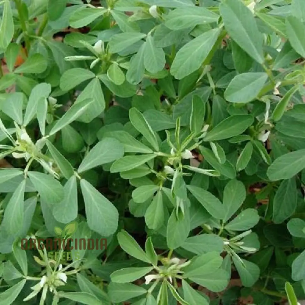 Methi (Fenugreek) Seeds for Planting,Ideal for Homegrown