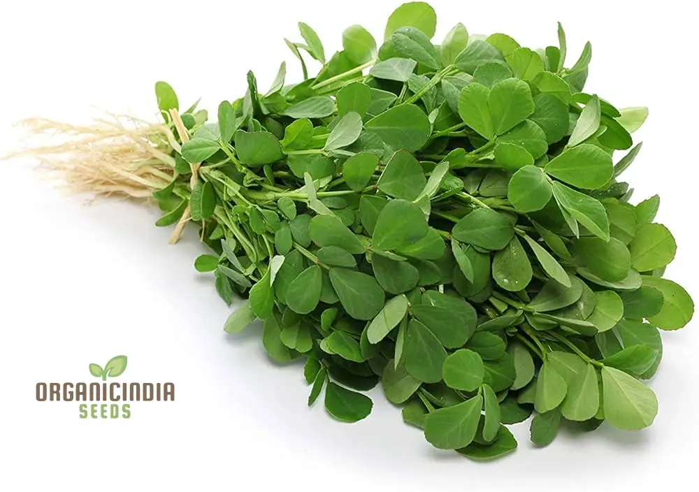 Methi (Fenugreek) Seeds for Planting,Ideal for Homegrown - Image 3