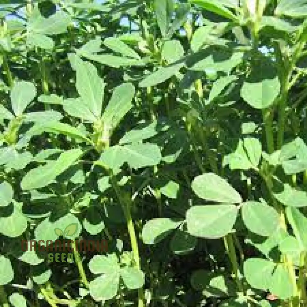 Methi (Fenugreek) Seeds for Planting,Ideal for Homegrown - Image 4
