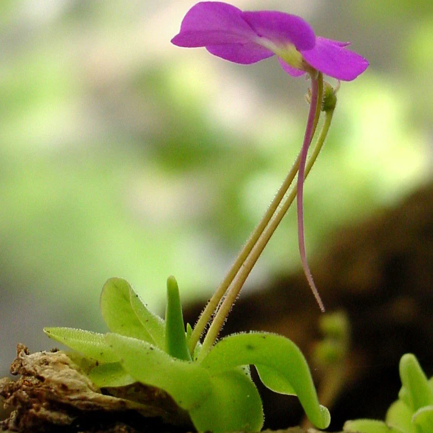 Mexican Butterwort Seeds, Planting