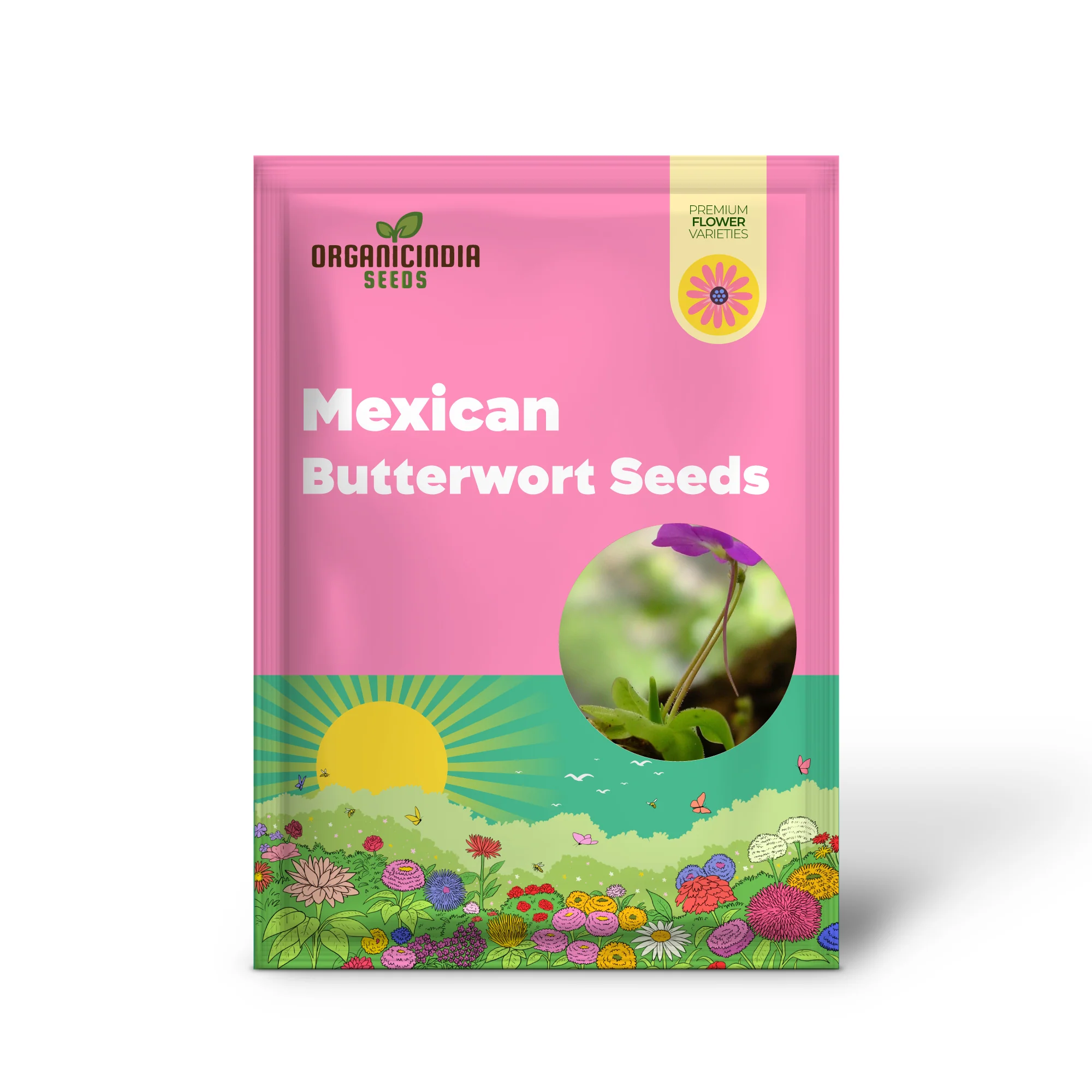 Mexican Butterwort Seeds, Planting - Image 2