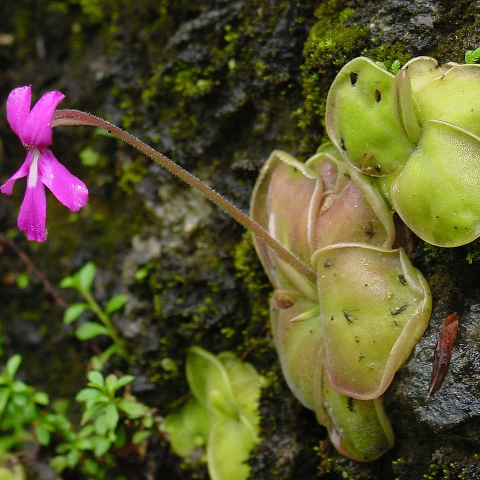 Mexican Butterwort Seeds, Planting - Image 3