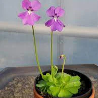 Mexican Butterwort Seeds, Planting - Image 4