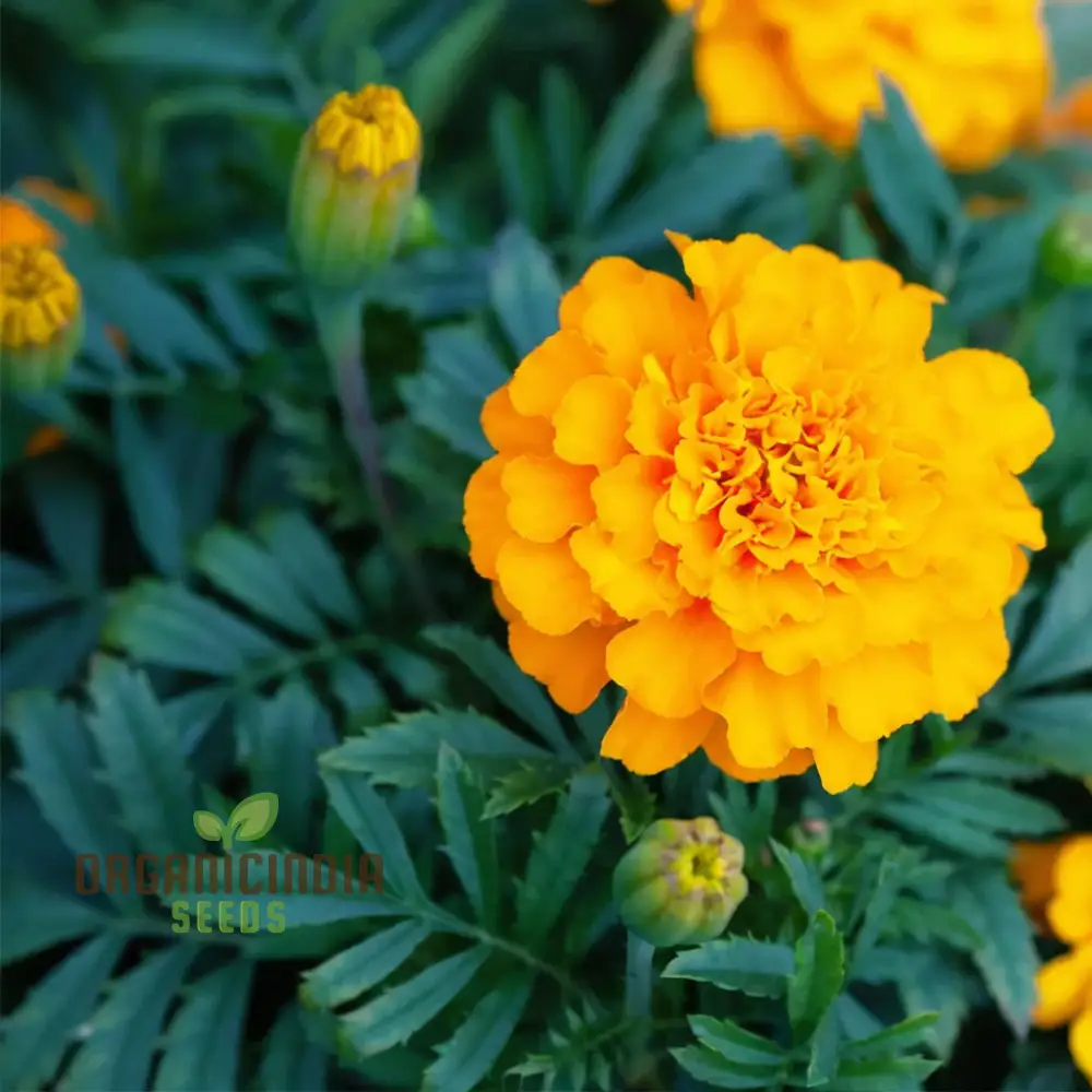 Mexican Golden Yellow Color Marigold Flower Seeds  Radiant Blooms for Your Garden Oasis, Premium Flower Seeds for Successful Planting and Gardening - Image 3