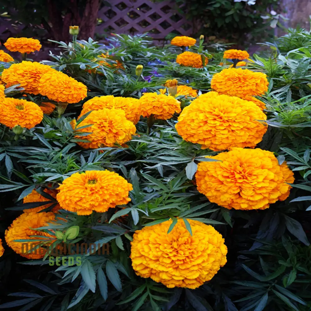 Mexican Golden Yellow Color Marigold Flower Seeds  Radiant Blooms for Your Garden Oasis, Premium Flower Seeds for Successful Planting and Gardening - Image 4