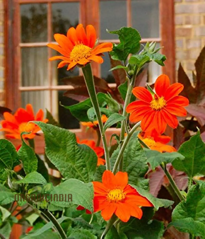 Mexican Sunflower Seeds - Mix, A Vibrant Collection of Colorful Sunflowers for Your Garden - Image 3