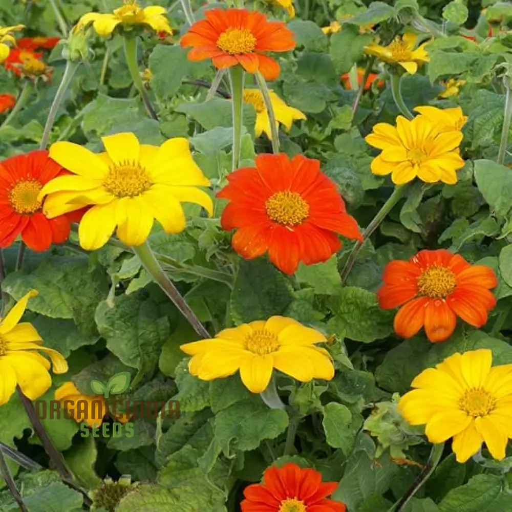 Mexican Sunflower Seeds - Mix, A Vibrant Collection of Colorful Sunflowers for Your Garden - Image 4