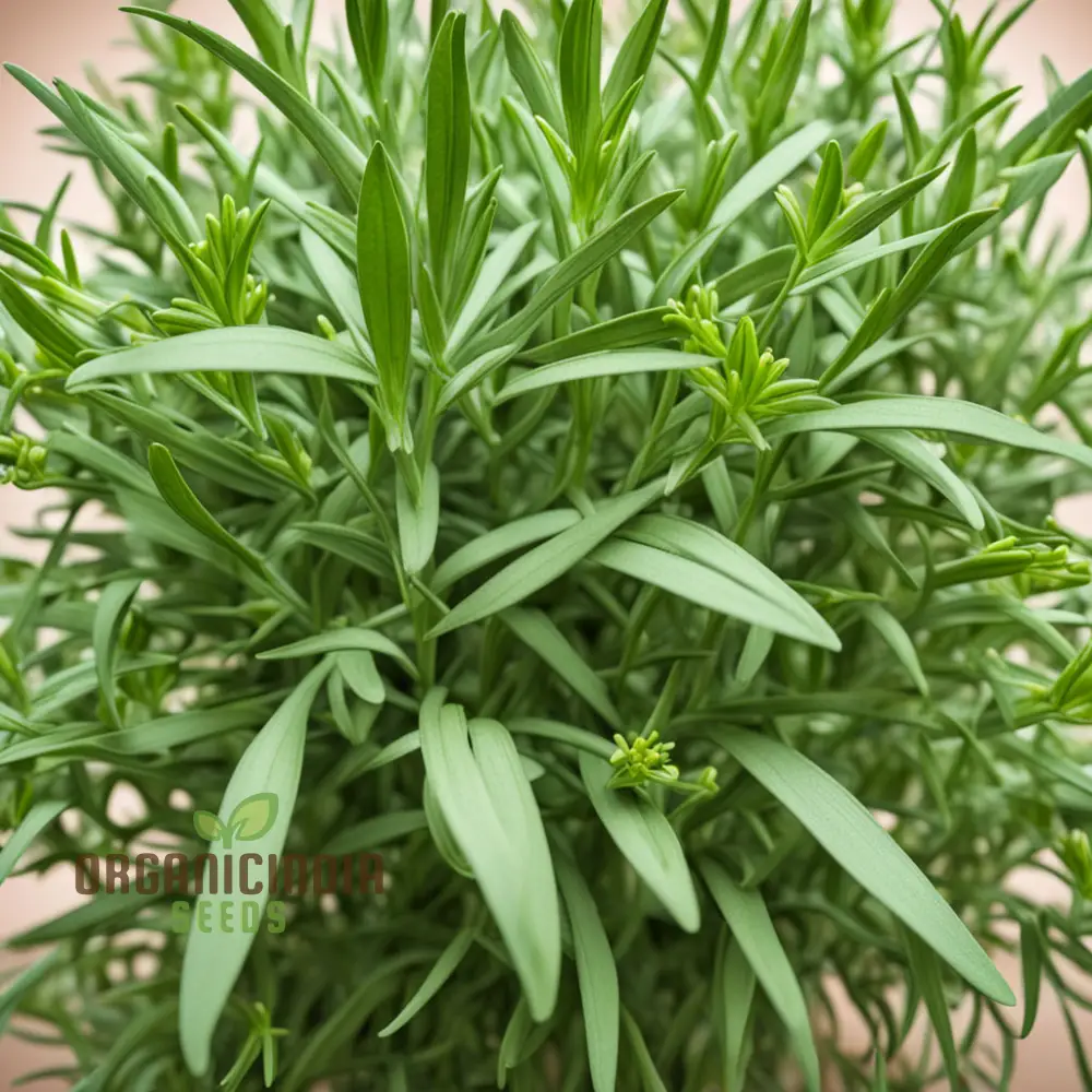 Mexican Tarragon Seeds – Flavorful Herb Variety for Home Gardens - Image 3