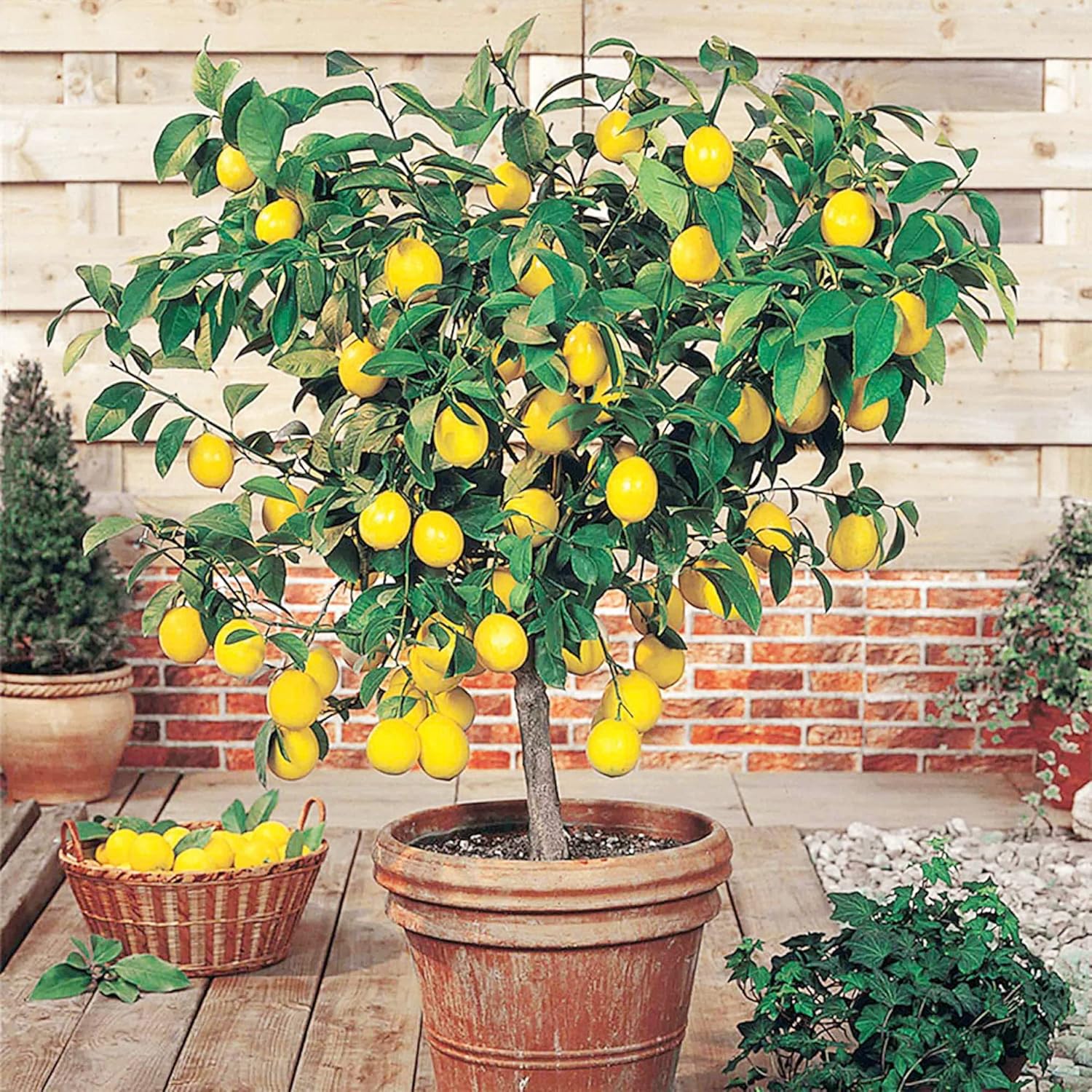 Meyer Dwarf Lemon Tree Seeds - Fragrant Evergreen Fruit Tree for Containers, Attracts Bees & Butterflies-35Pcs