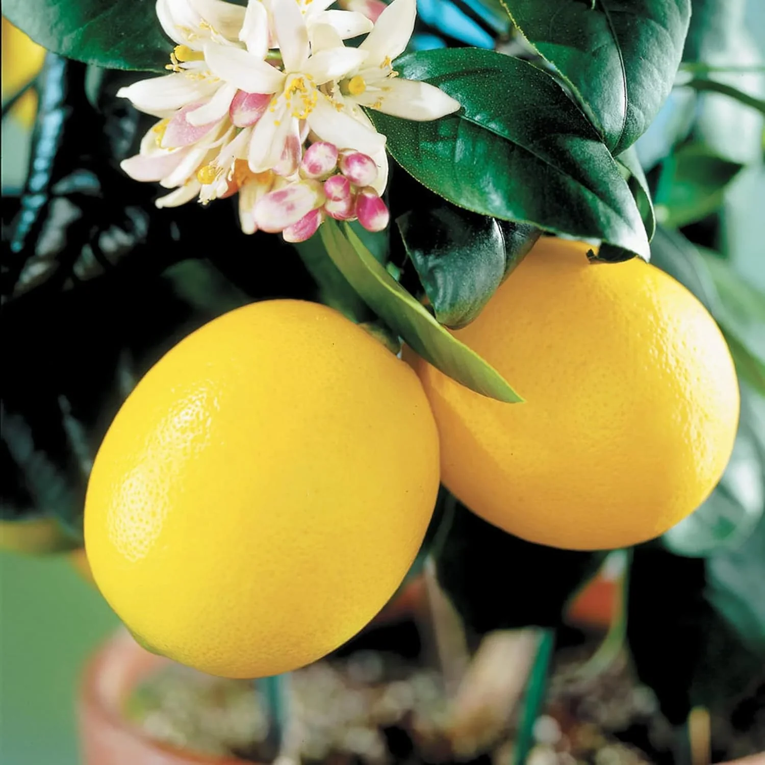 Meyer Dwarf Lemon Tree Seeds - Fragrant Evergreen Fruit Tree for Containers, Attracts Bees & Butterflies-35Pcs - Image 4