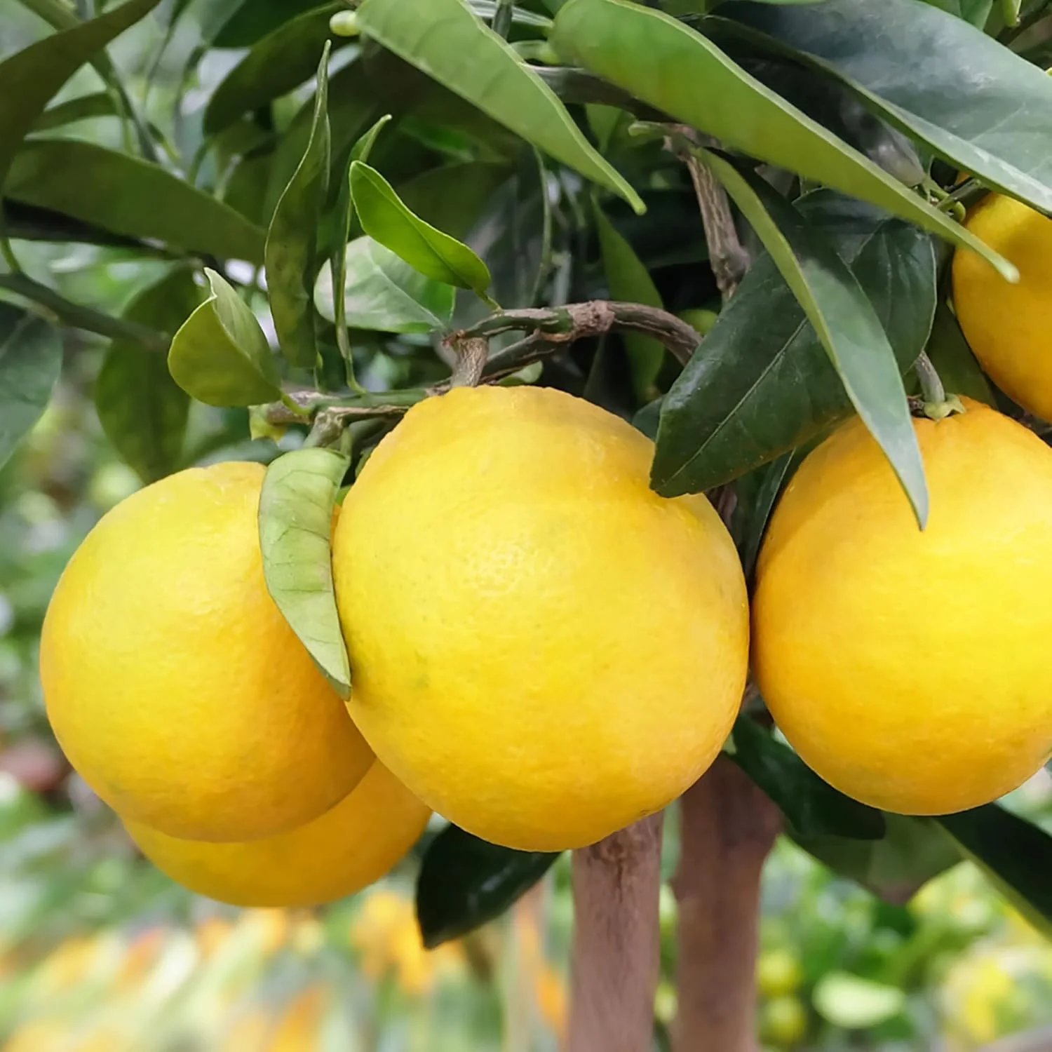 Meyer Dwarf Lemon Tree Seeds - Fragrant Evergreen Fruit Tree for Containers, Attracts Bees & Butterflies-35Pcs - Image 5
