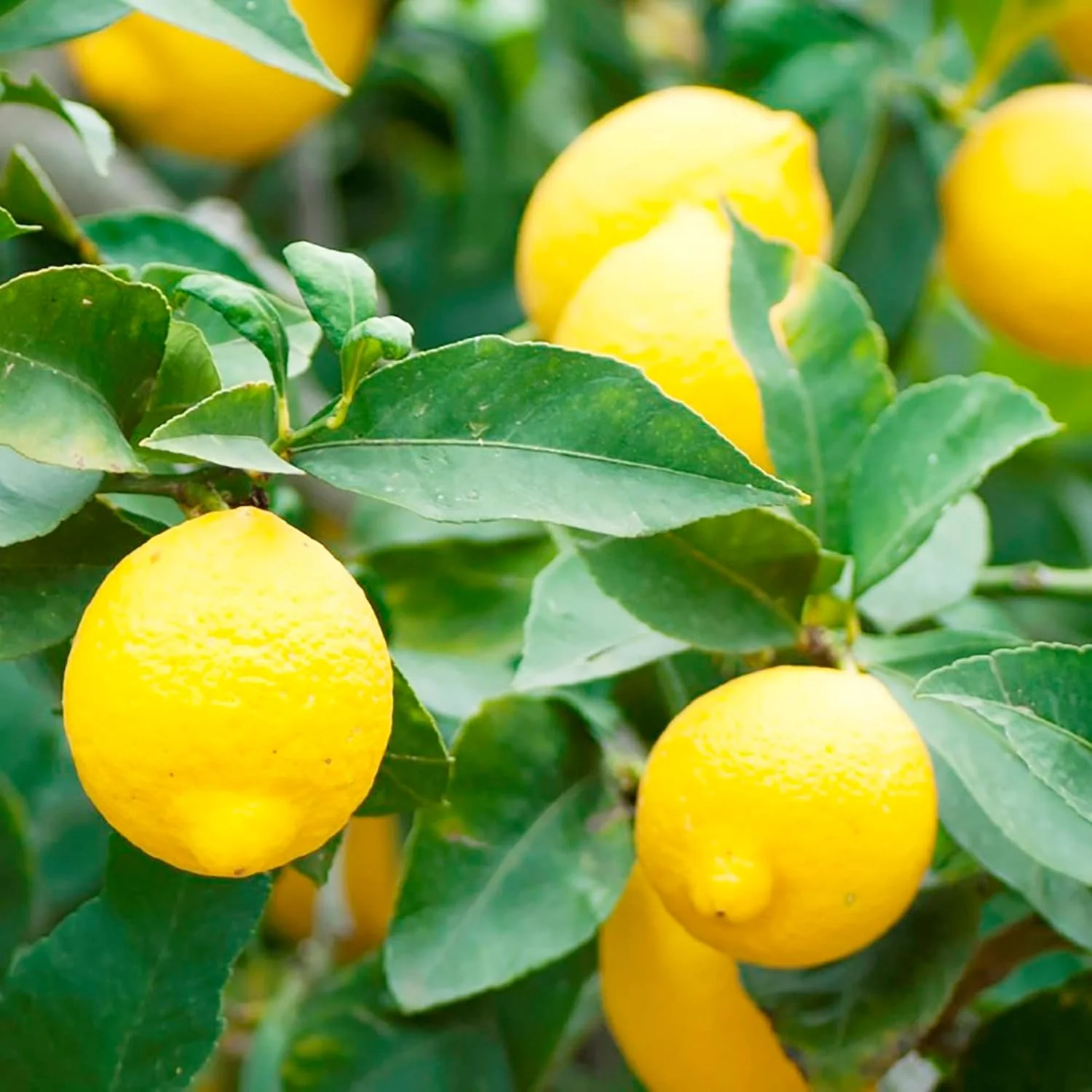 Meyer Dwarf Lemon Tree Seeds - Fragrant Evergreen Fruit Tree for Containers, Attracts Bees & Butterflies-35Pcs - Image 6
