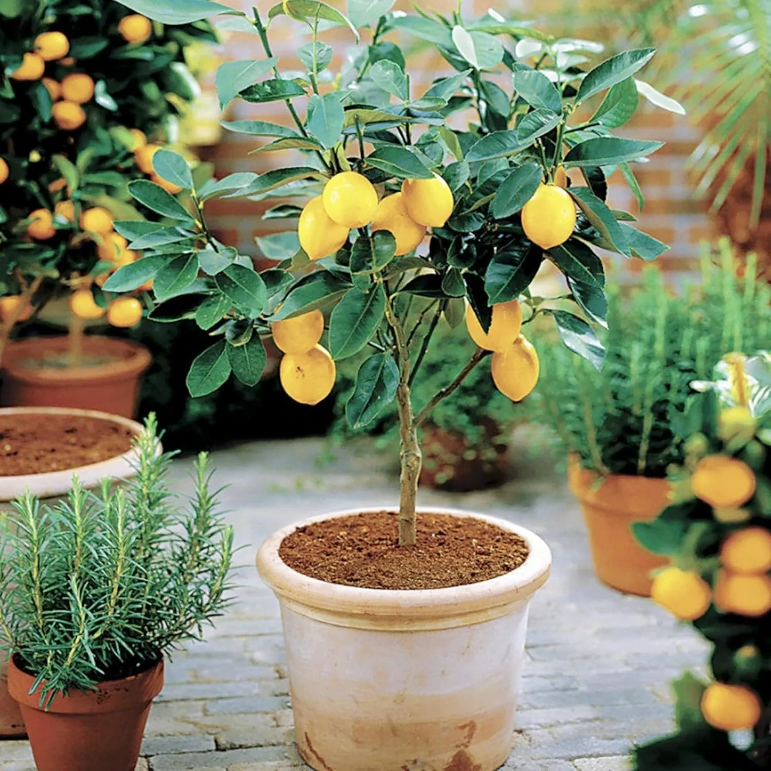 Meyer Dwarf Lemon Tree Seeds - Fragrant Evergreen Fruit Tree for Containers, Attracts Bees & Butterflies-35Pcs - Image 7