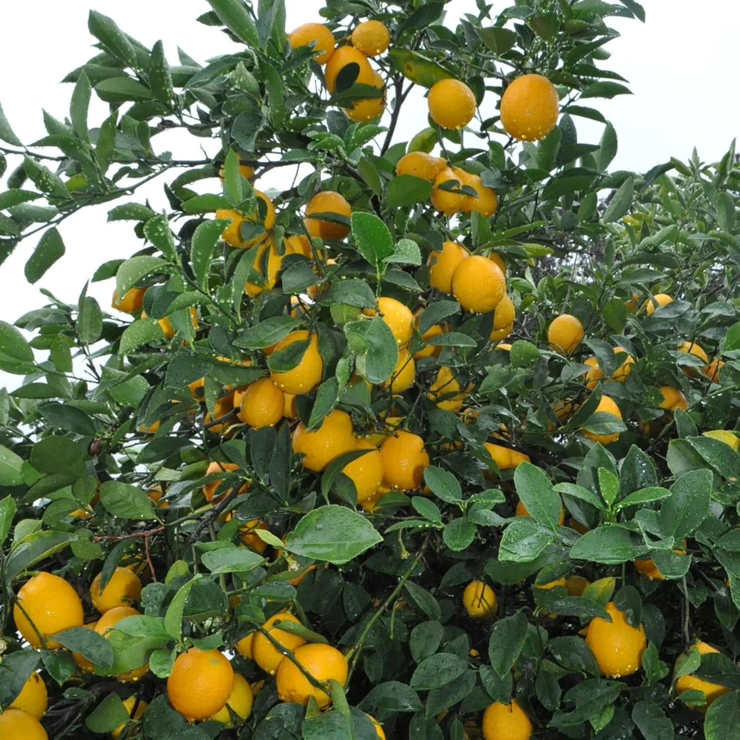 Meyer Lemon Seeds Edible Skin Juicy Slightly Sweeter Pulp Cooking Baking Fragrant Flowers Ornamental Garden Beds Outdoor Fruit Seeds - Image 3