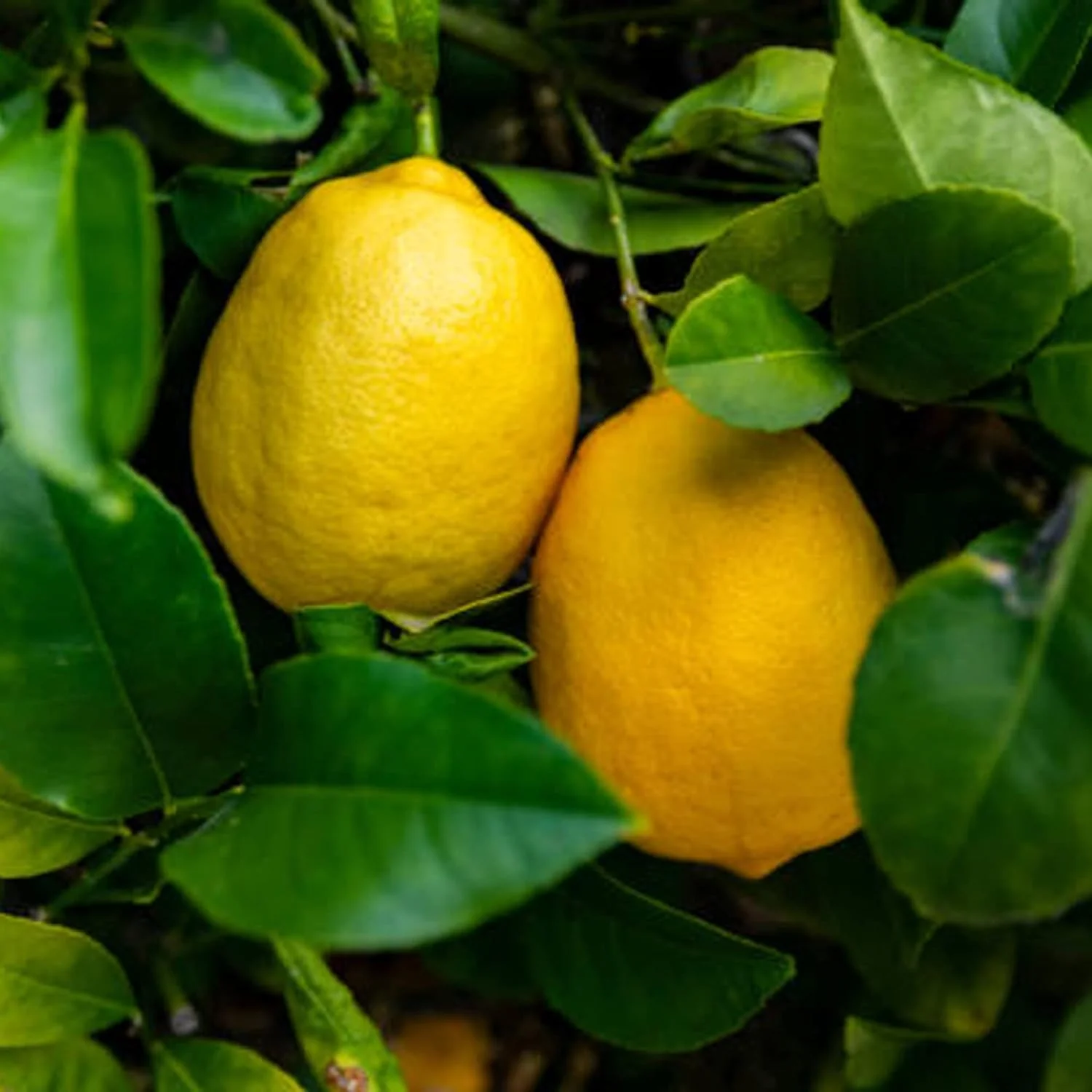 Meyer Lemon Seeds Edible Skin Juicy Slightly Sweeter Pulp Cooking Baking Fragrant Flowers Ornamental Garden Beds Outdoor Fruit Seeds - Image 4