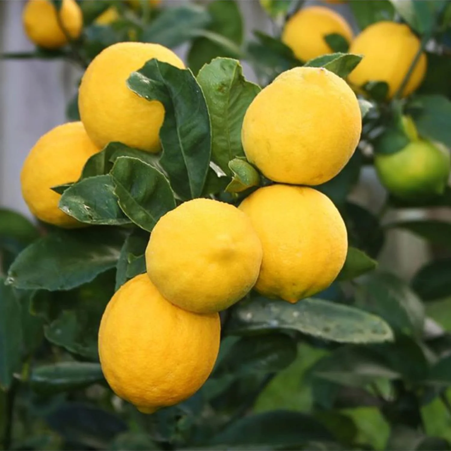 Meyer Lemon Seeds Edible Skin Juicy Slightly Sweeter Pulp Cooking Baking Fragrant Flowers Ornamental Garden Beds Outdoor Fruit Seeds - Image 5