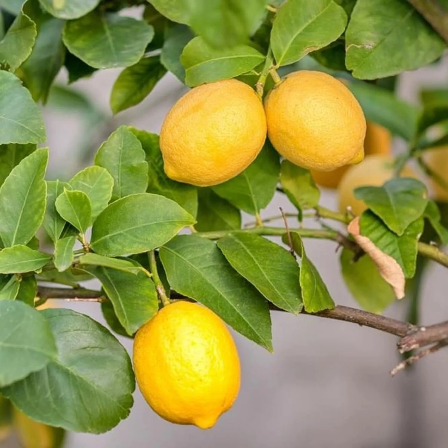 Meyer Lemon Seeds Edible Skin Juicy Slightly Sweeter Pulp Cooking Baking Fragrant Flowers Ornamental Garden Beds Outdoor Fruit Seeds - Image 6