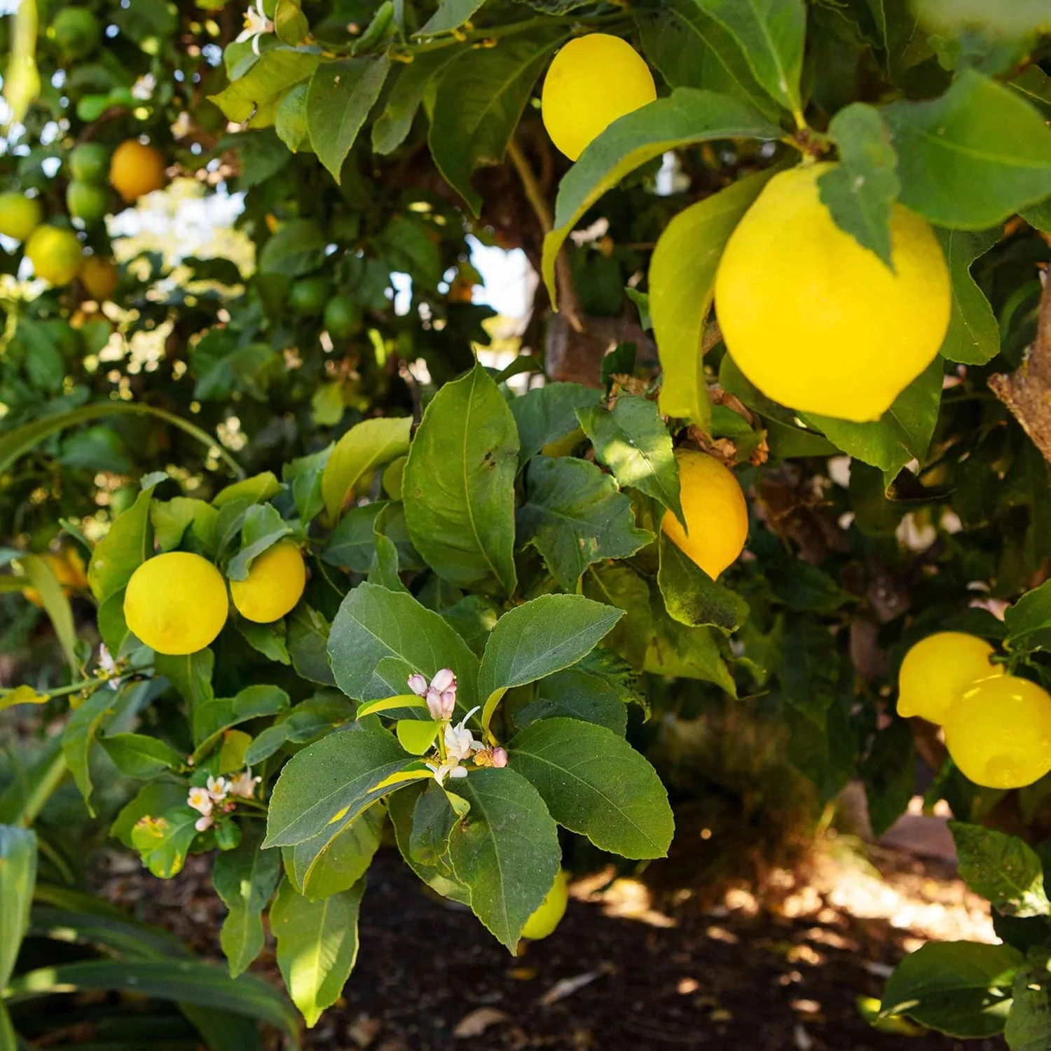 Meyer Lemon Seeds Edible Skin Juicy Slightly Sweeter Pulp Cooking Baking Fragrant Flowers Ornamental Garden Beds Outdoor Fruit Seeds - Image 7