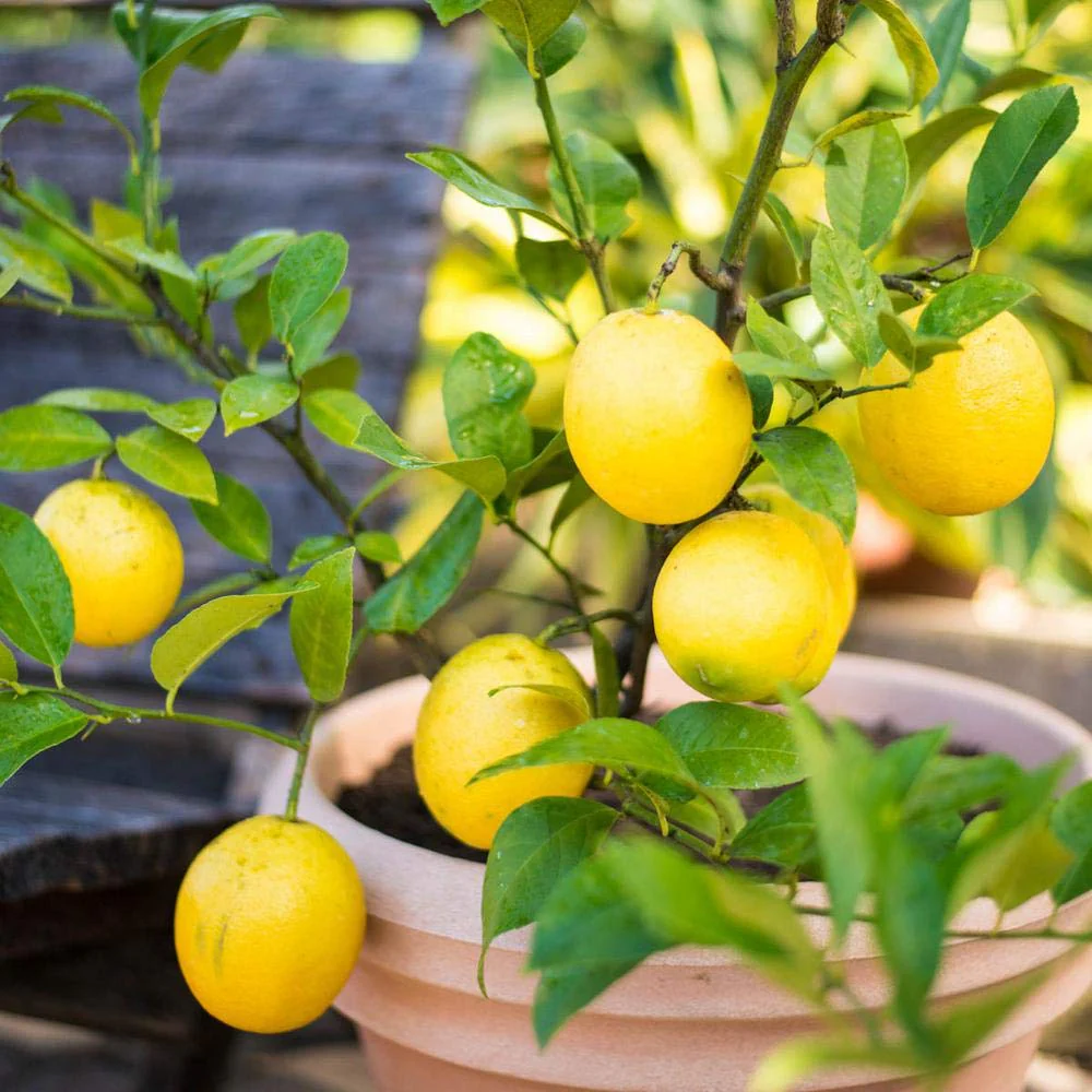 Meyer Lemon Seeds for Planting – Grow Sweet Citrus Trees at Home