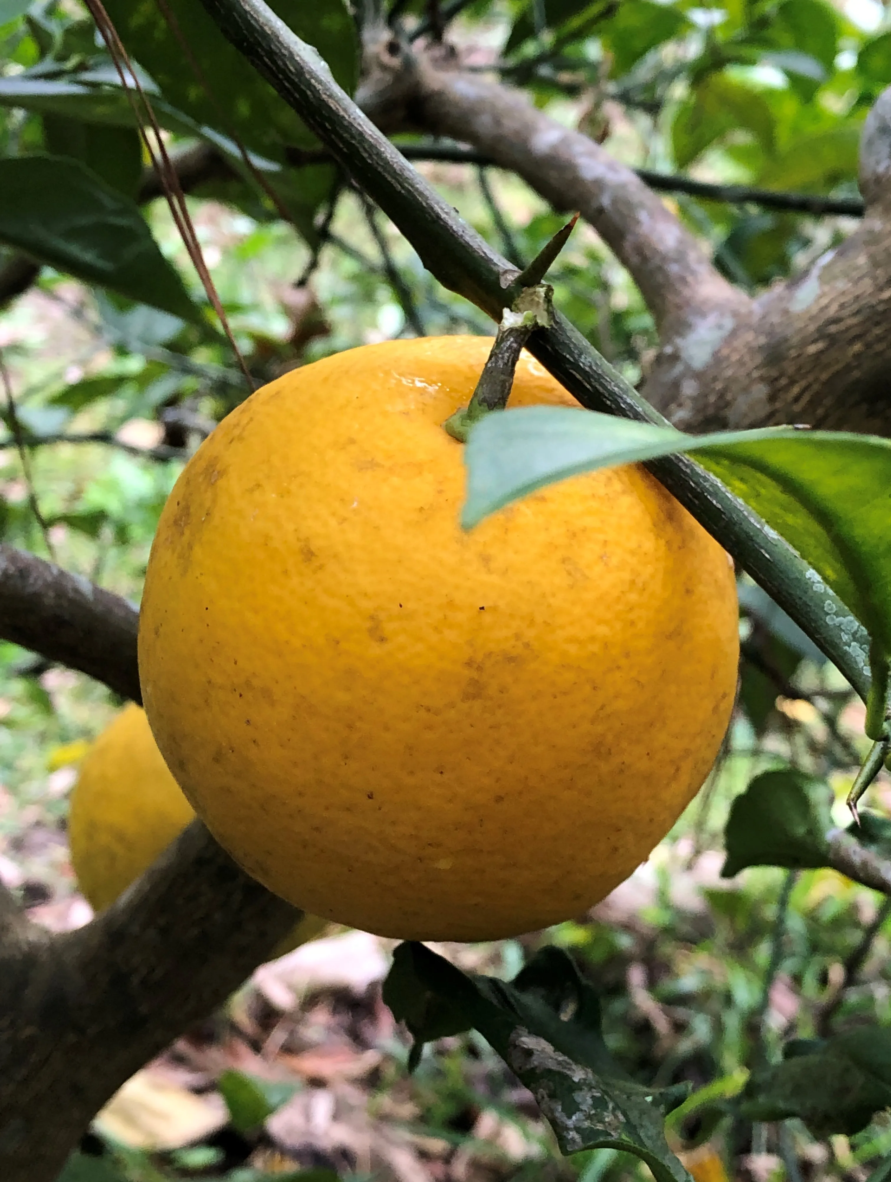 Meyer Lemon Seeds for Planting – Grow Sweet Citrus Trees at Home - Image 2