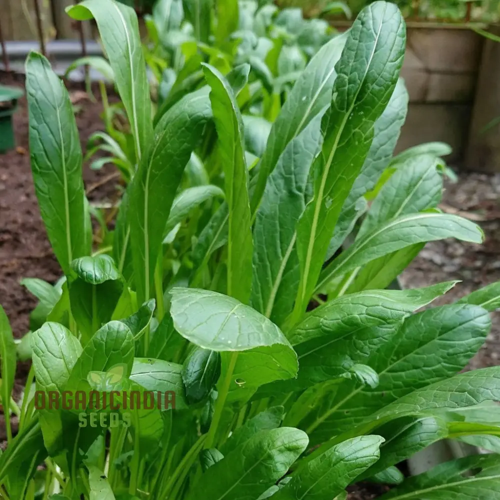 Mibuna Seeds, Elevate Your Gardening with Nutrient-Rich, Easy-to-Grow Vegetables for a Bountiful Harvest