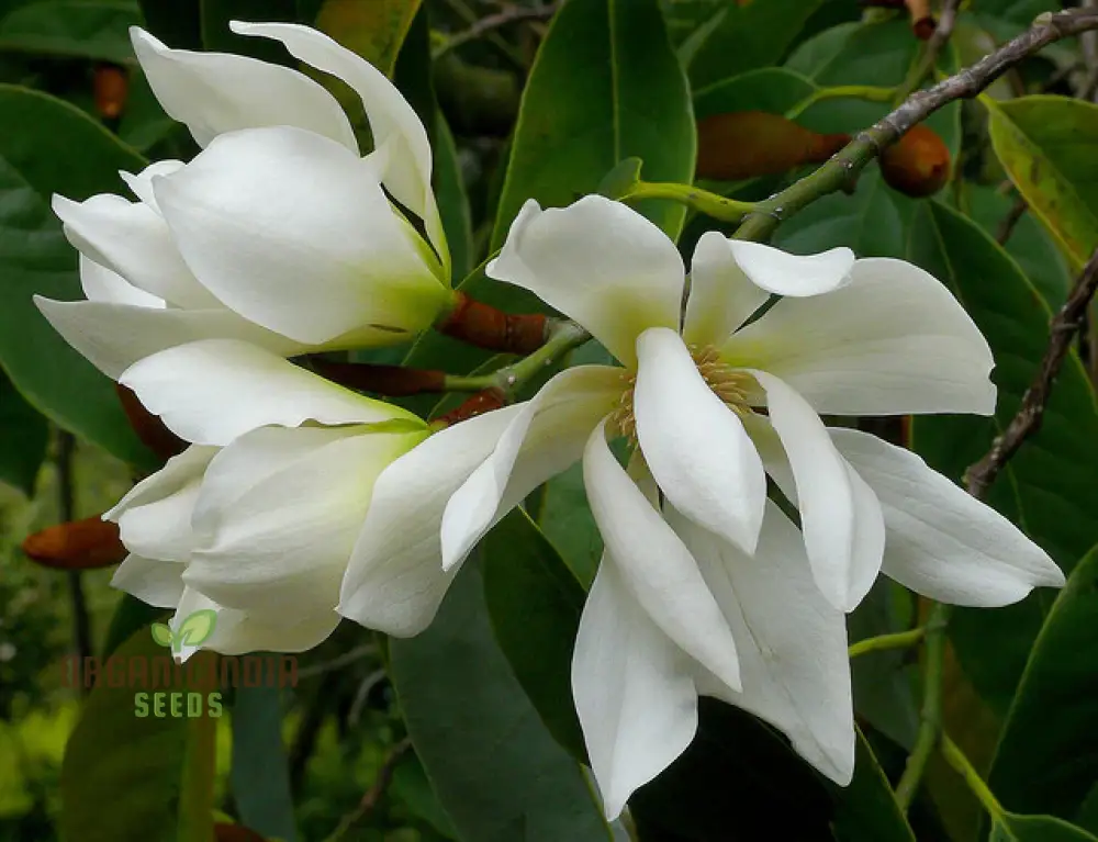 Michelia Excelsa Seeds for Planting,Premium Quality Seeds for Gardening