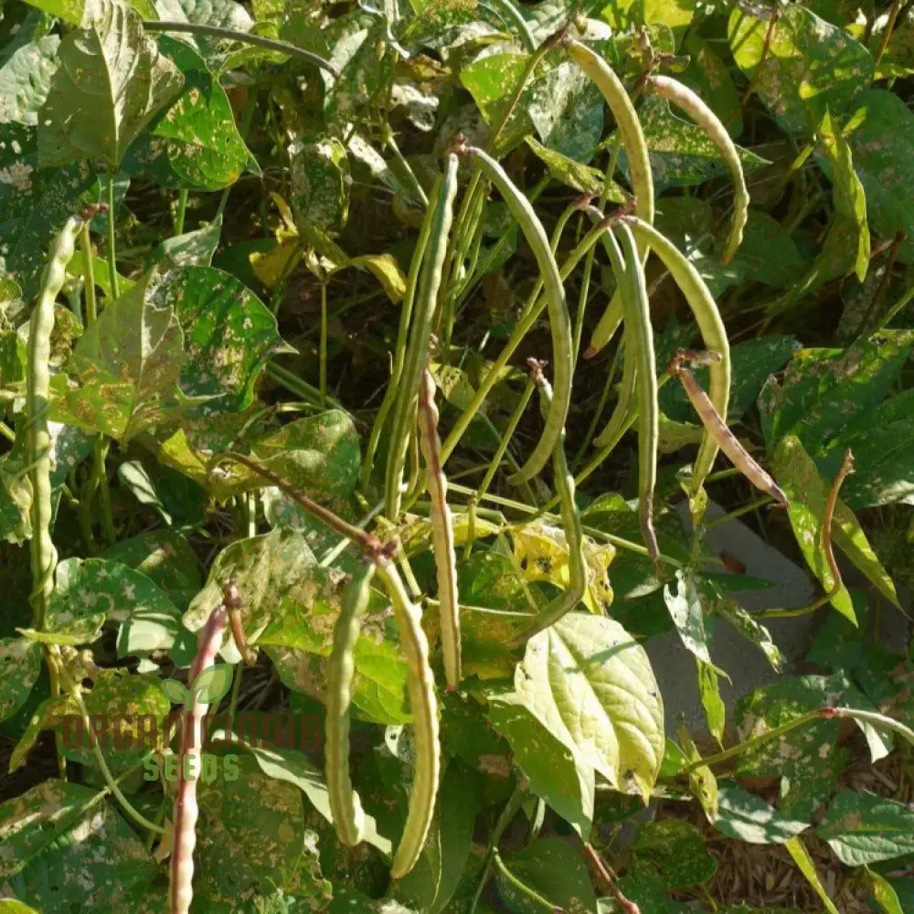 Michel's Cowpea Haven Seeds For planting: Your One-Stop Shop for Premium Cowpea Seeds and Gardening Supplies