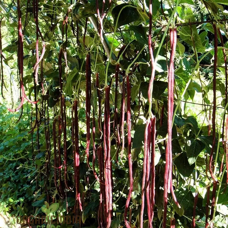 Michel's Cowpea Haven Seeds For planting: Your One-Stop Shop for Premium Cowpea Seeds and Gardening Supplies - Image 3