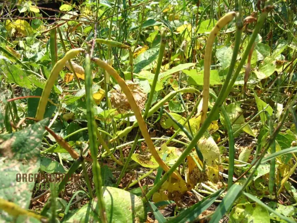Michel's Cowpea Haven Seeds For planting: Your One-Stop Shop for Premium Cowpea Seeds and Gardening Supplies - Image 4