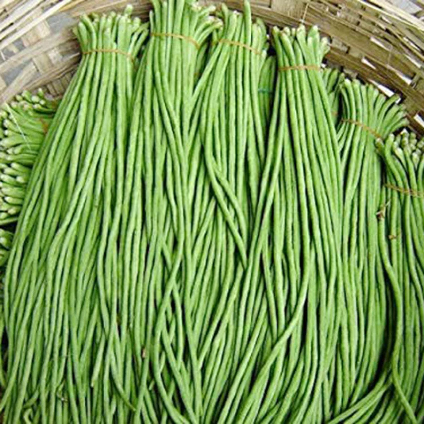 Michel's Cowpea Haven Seeds For planting: Your One-Stop Shop for Premium Cowpea Seeds and Gardening Supplies - Image 5