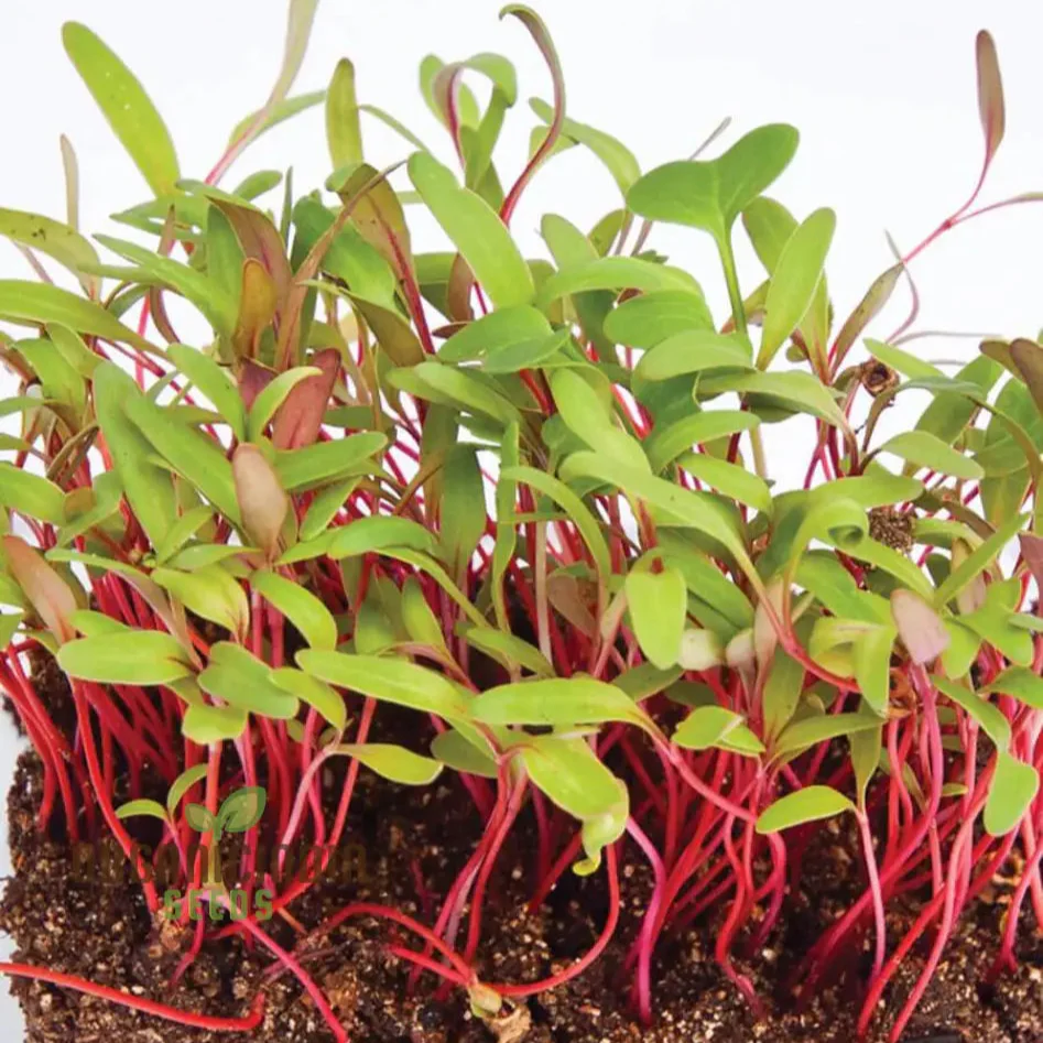 Microgreen Rainbow Blend Seeds - Planting Kit for Vibrant Home Gardening