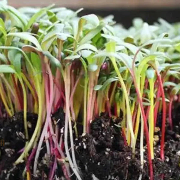 Microgreen Rainbow Blend Seeds - Planting Kit for Vibrant Home Gardening - Image 3